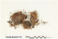 藏品(牛毛苔屬)的圖片